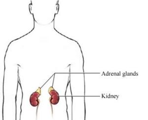 Adrenals via UVA Health